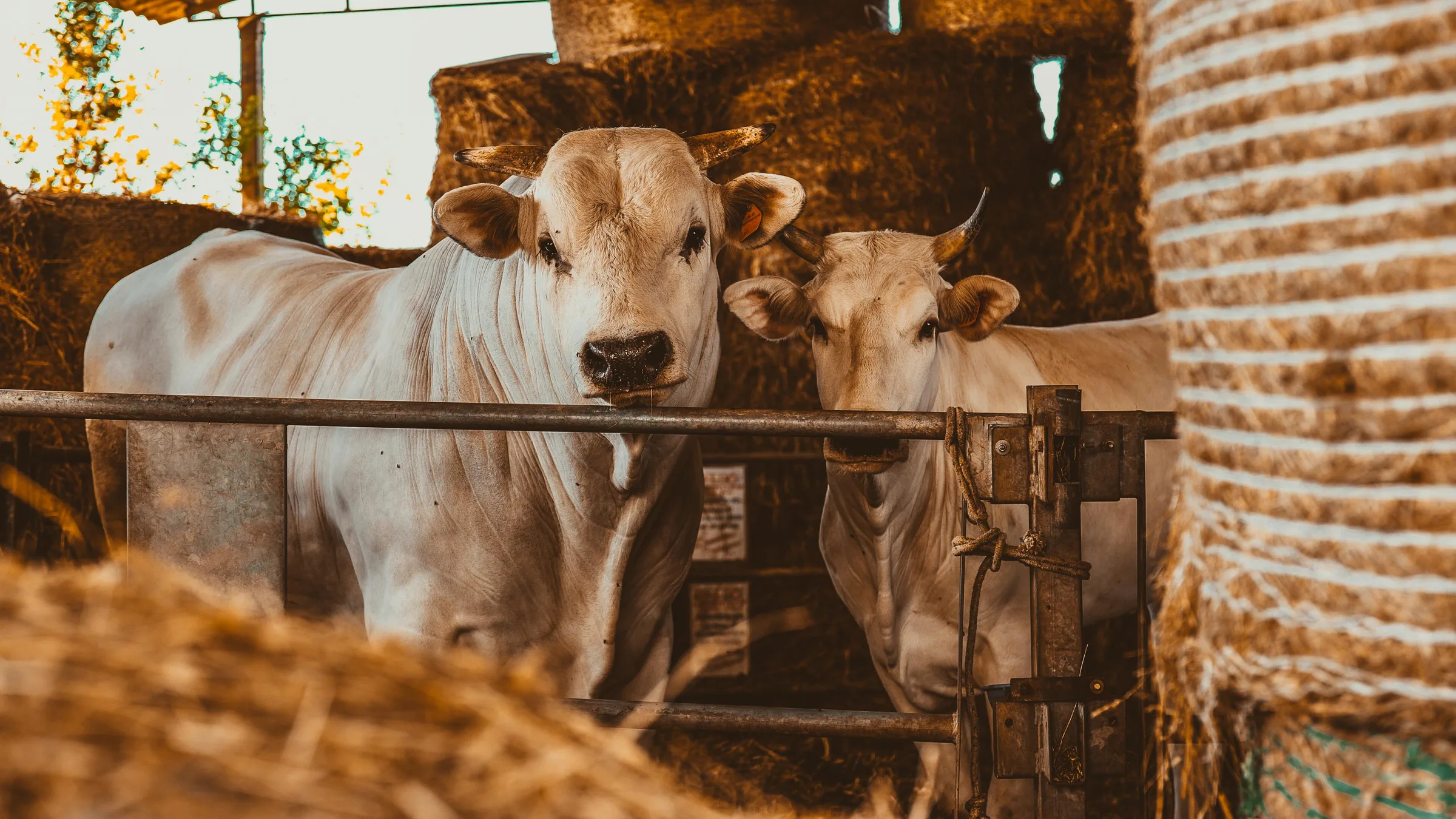 Bovini di razza chianina