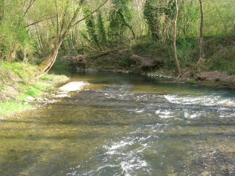 Tratto boschivo del corso d’acqua