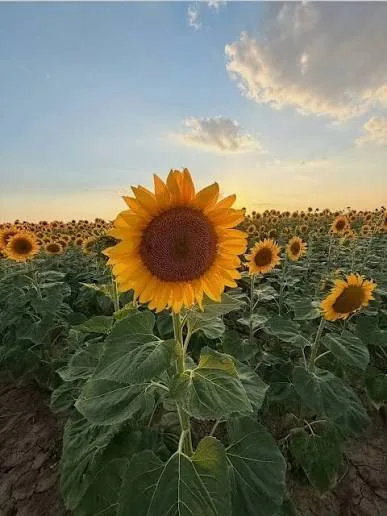 Girasole in Valdichiana