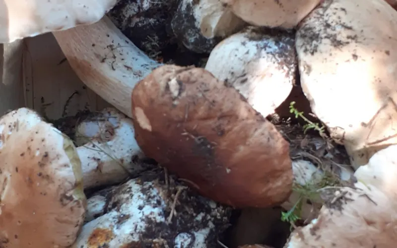 Sagra del Fungo Porcino