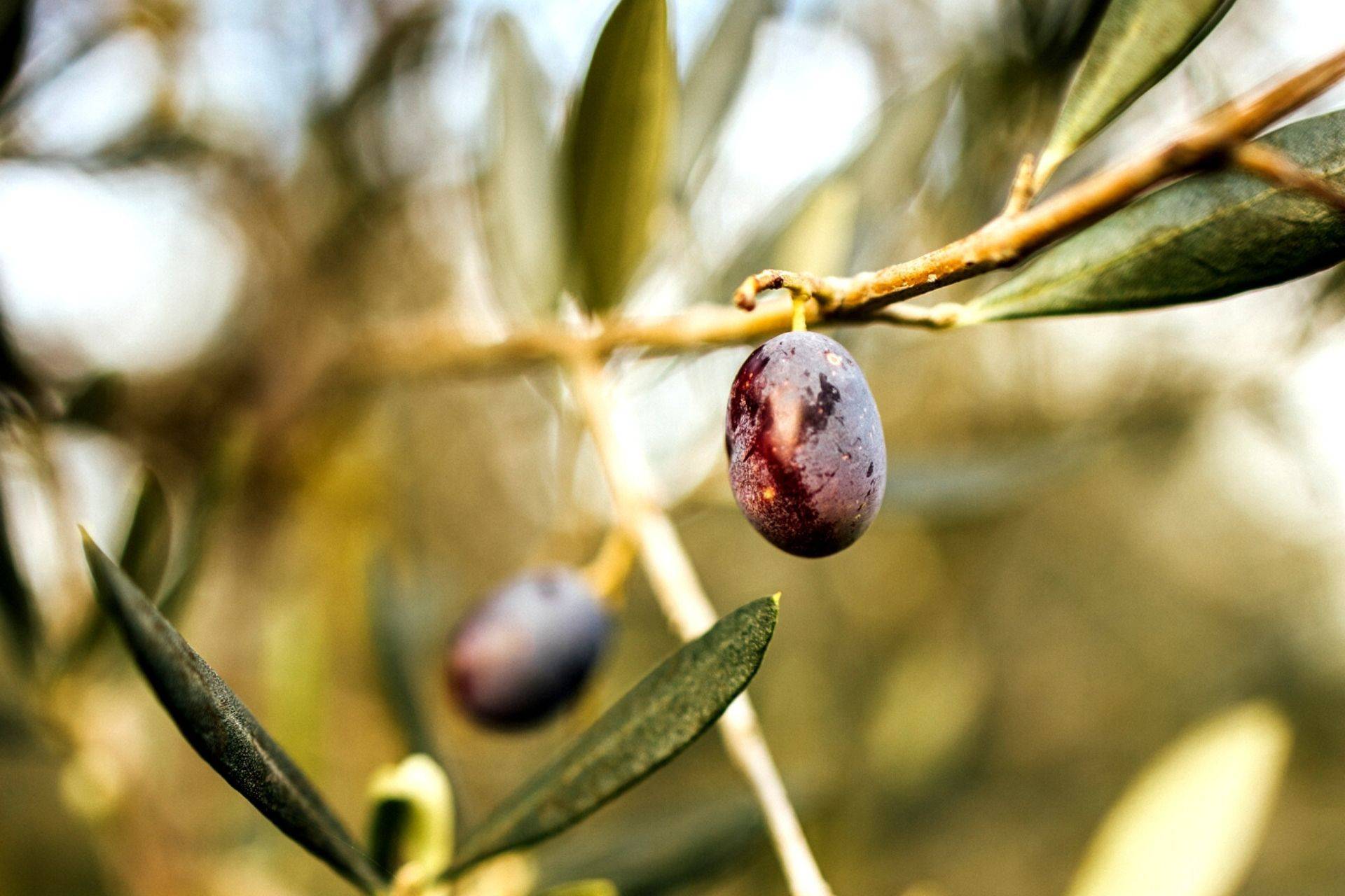 Olio Extravergine Di Oliva Igp Toscano “Colline Di Arezzo”