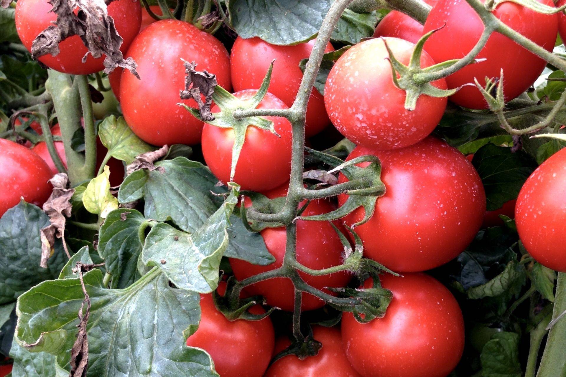 Il Pomodoro Della Valdichiana