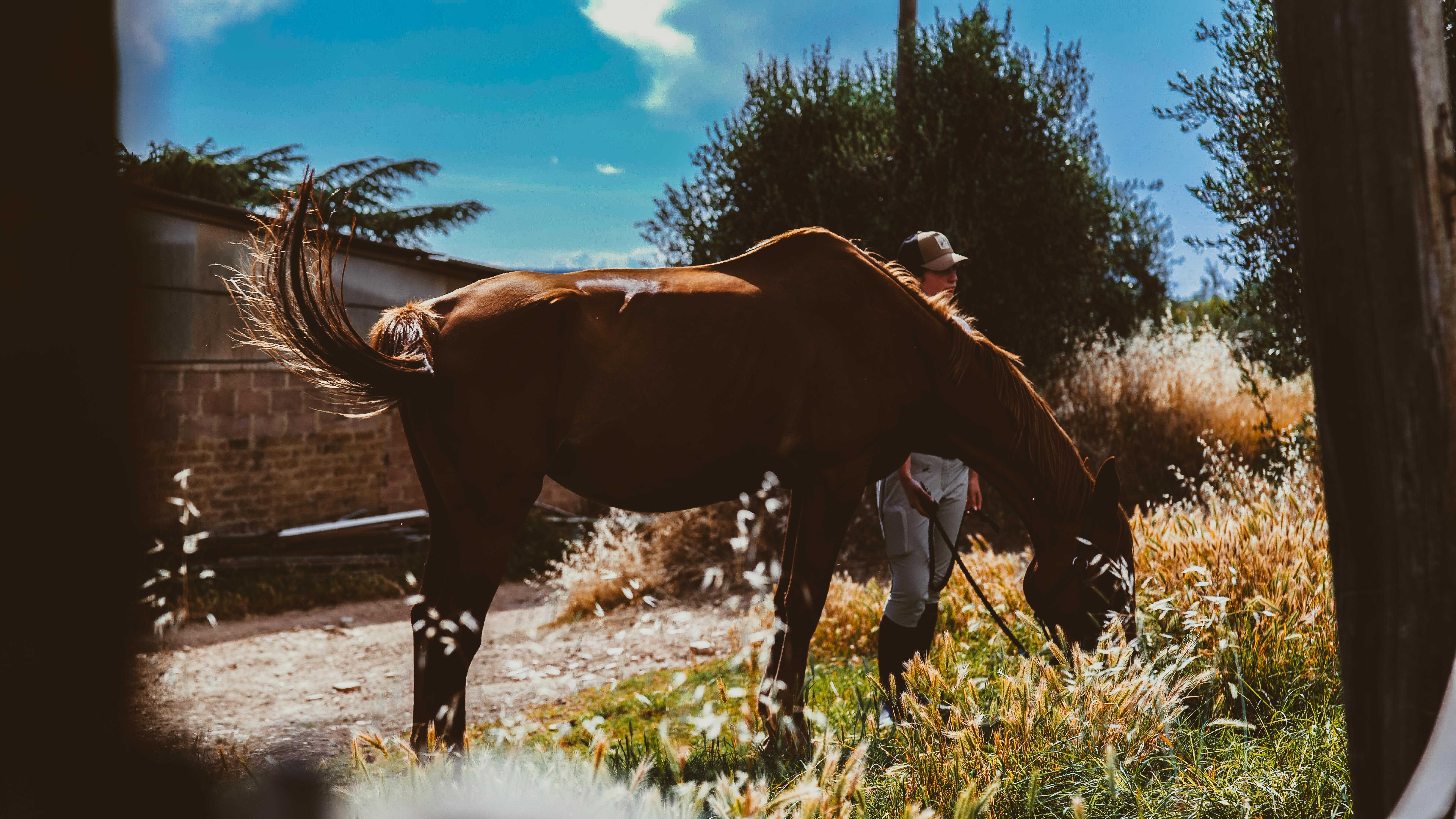 cavallo maneggio(30)