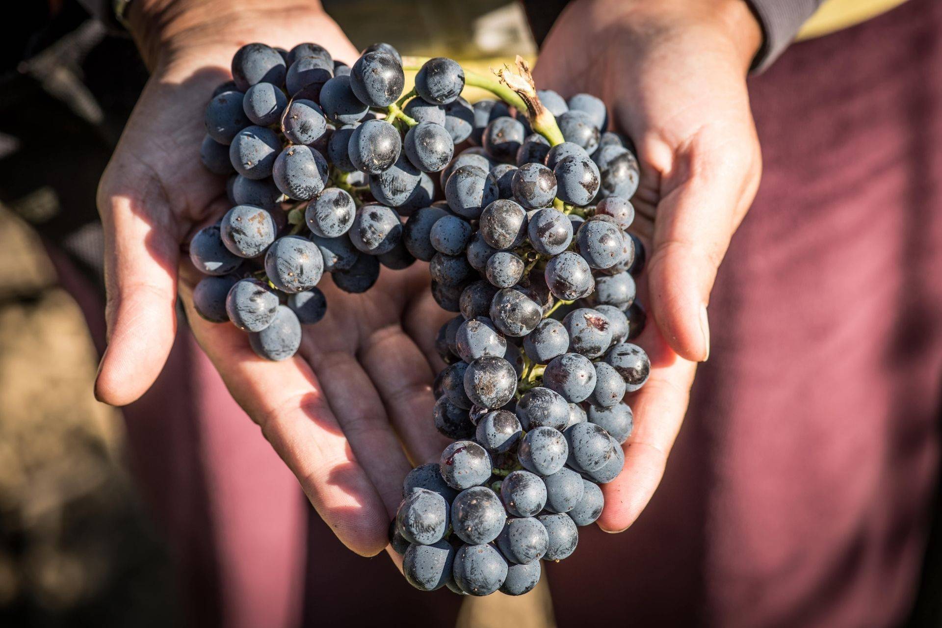 Syrah Di Cortona, Cortona Doc E Chianti Docg